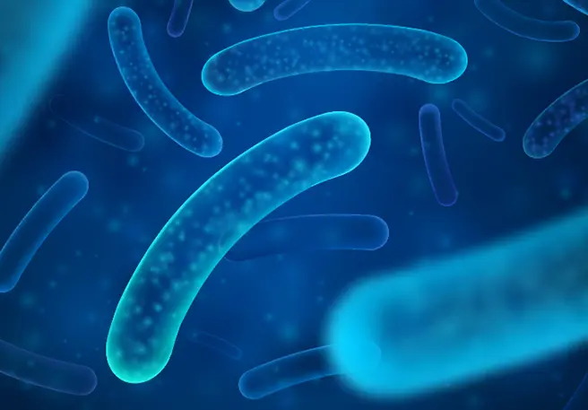 Milchsäurebakterien Darm